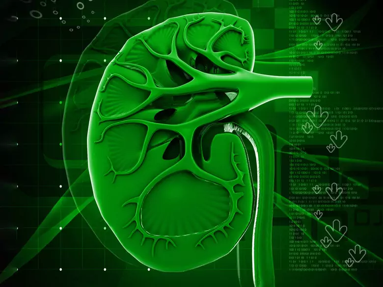 Ciąża u kobiety po przeszczepie nerki.
